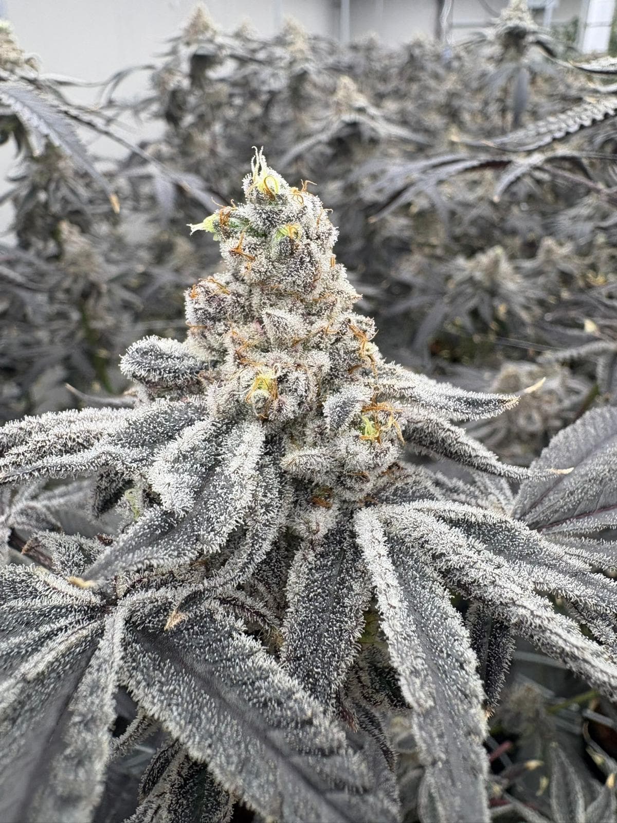 Blockbarry Cannabis Blüte