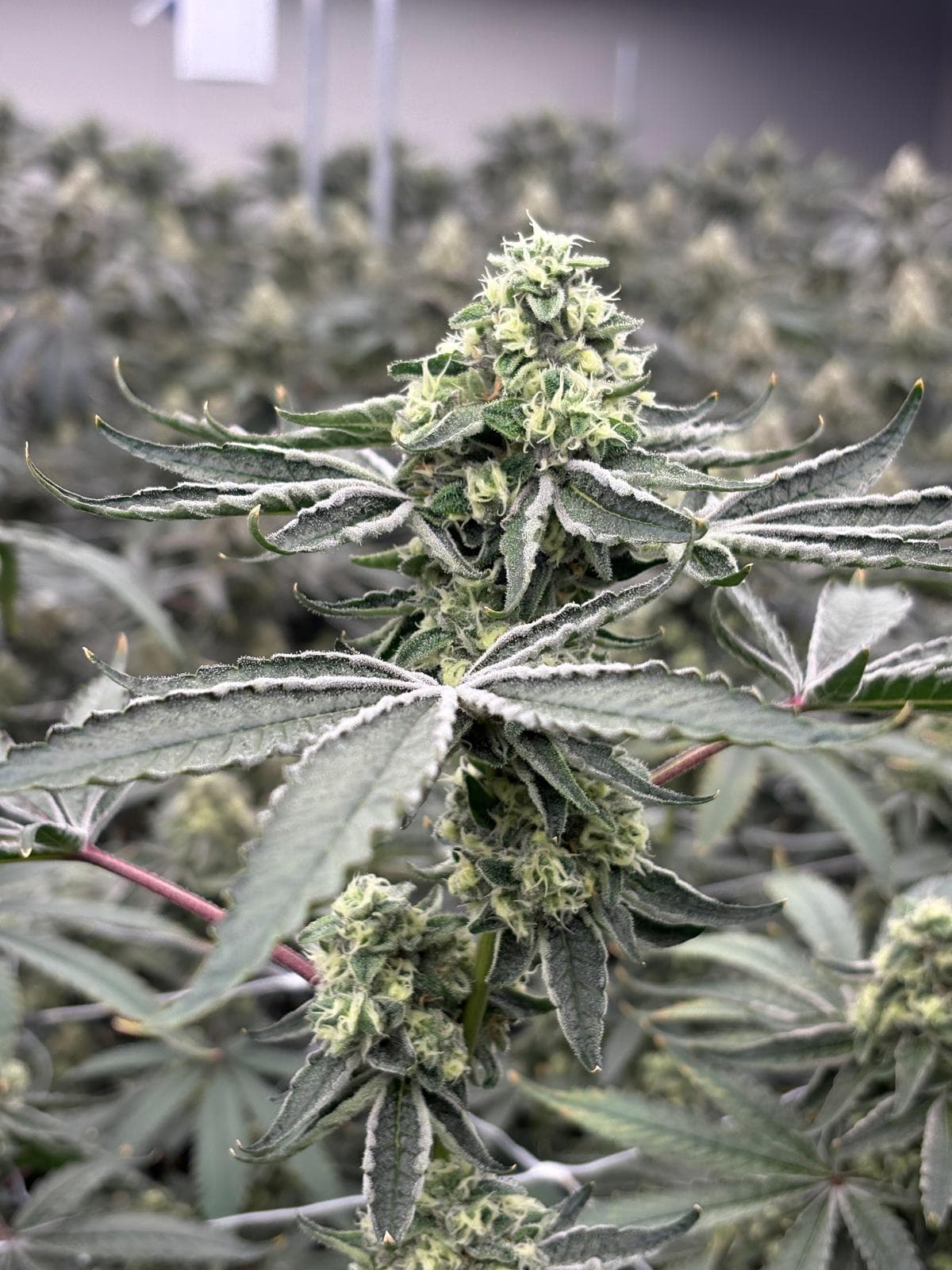 Blue Zlime Cannabis Blüte