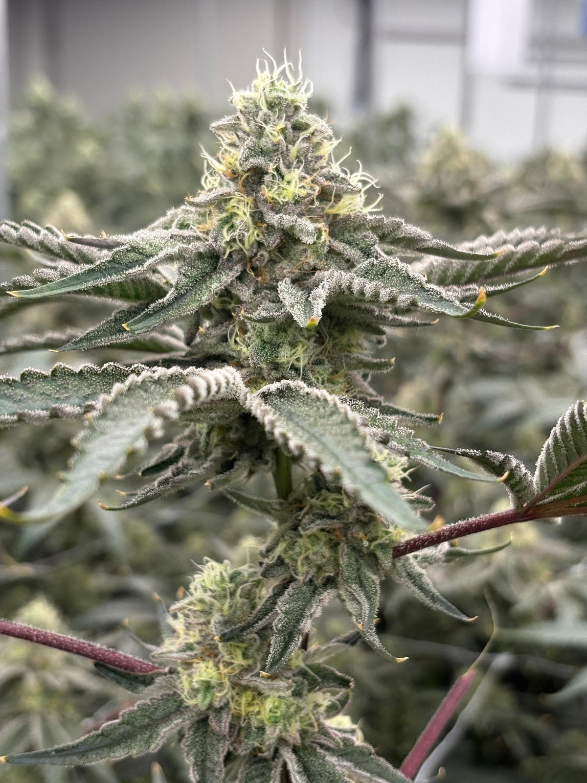 Bluzzi Cannabis Blüte