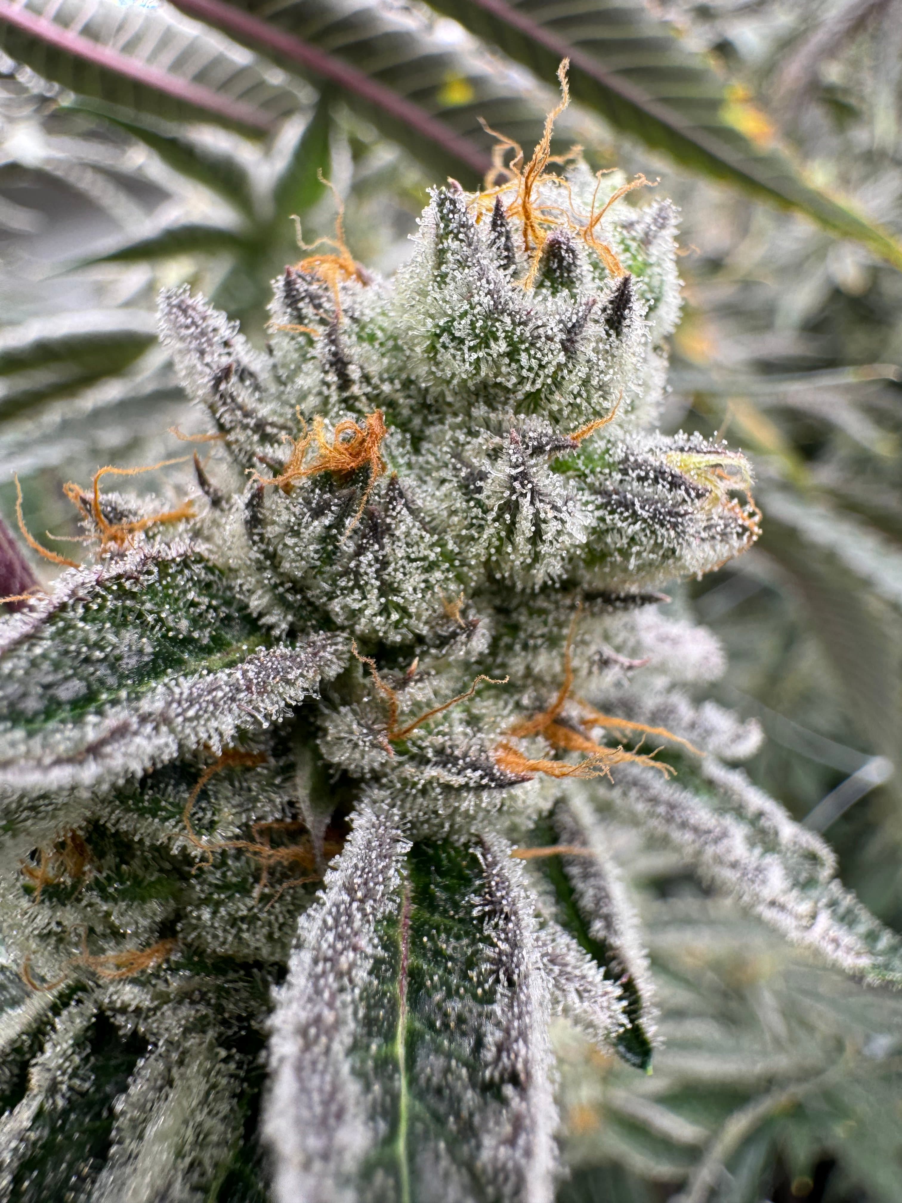 Kusch Mintz Cannabis Blüte