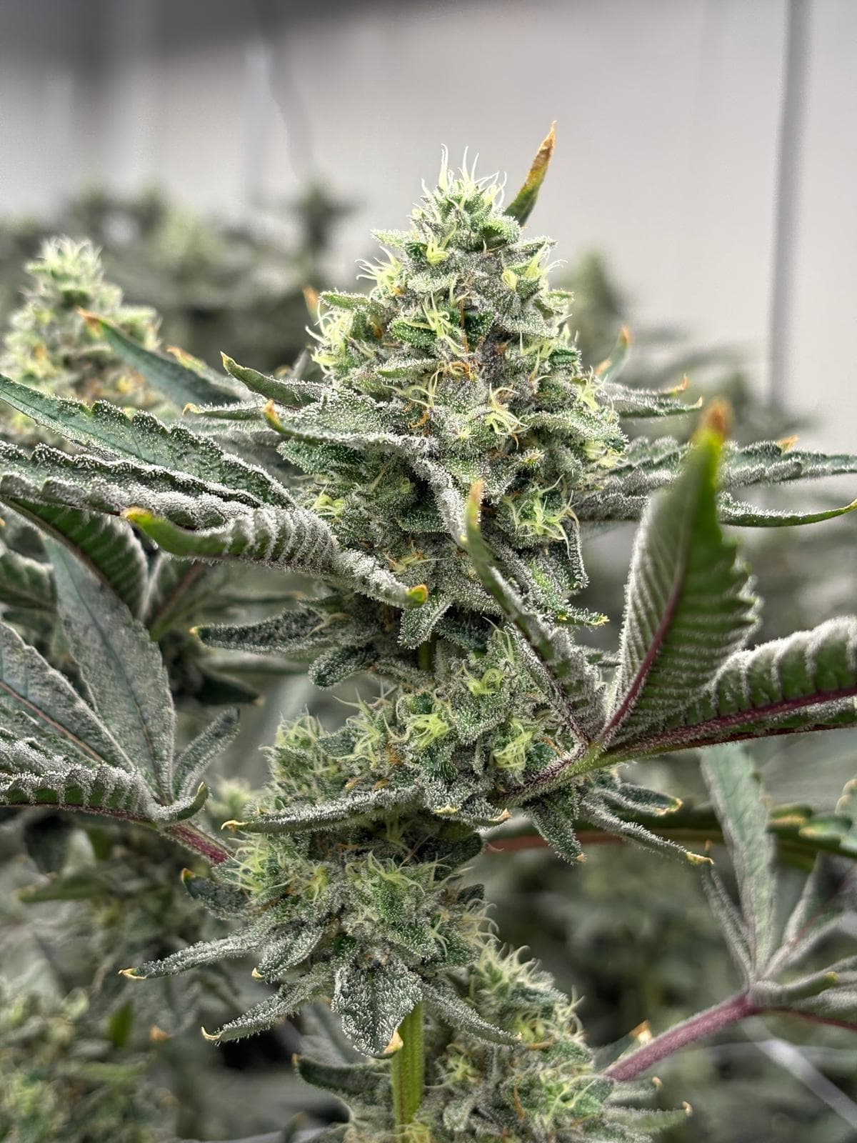 Pink Chai Cannabis Blüte