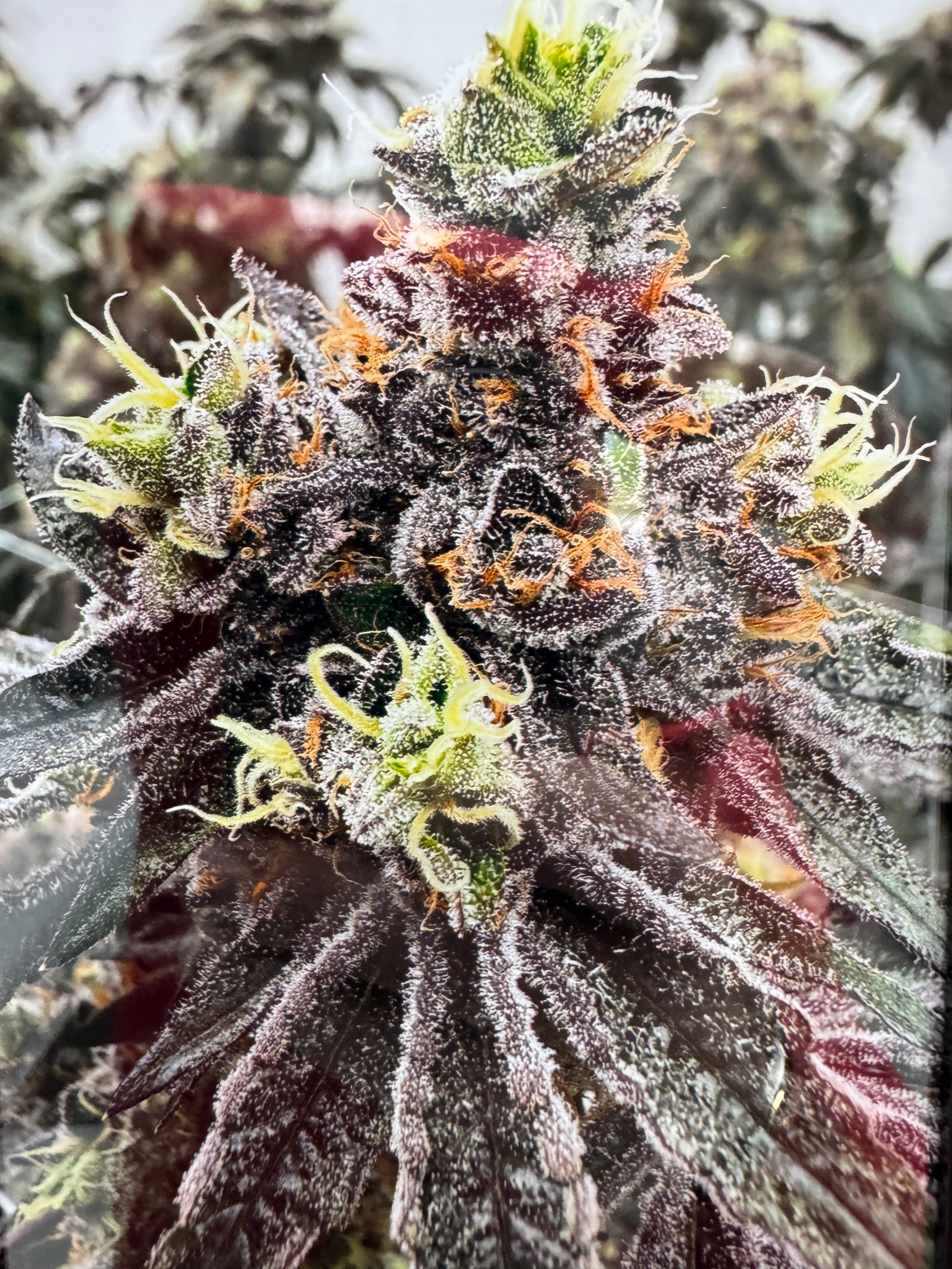 Rainbow Sherbert #11 Cannabis Blüten