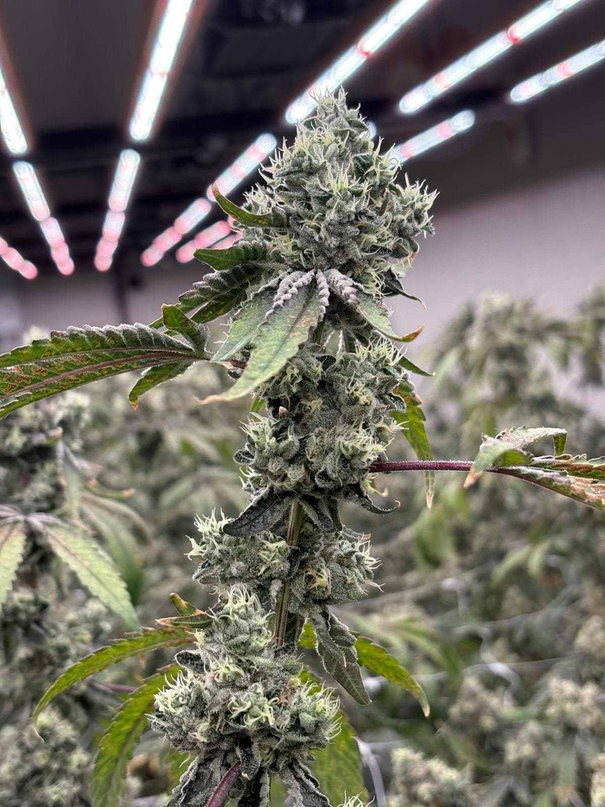 Sherbanger #22 Cannabis Blüte