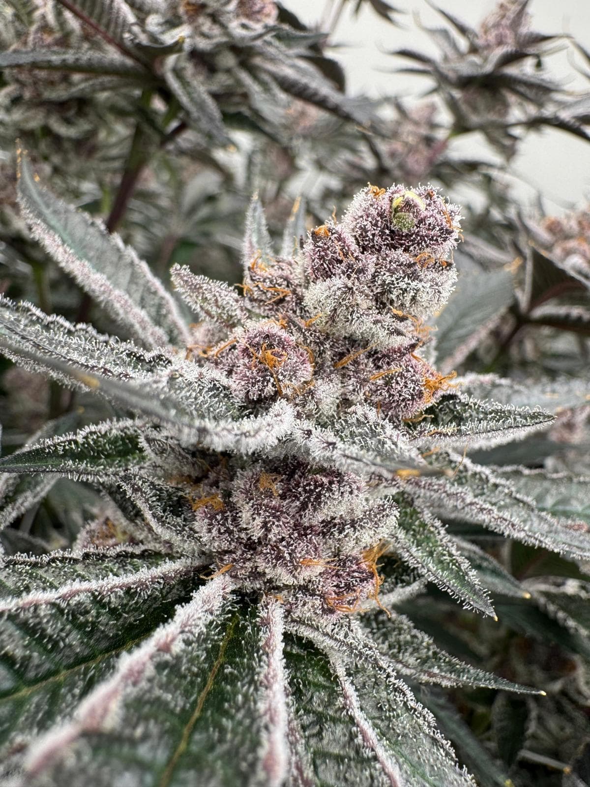 Super Buff Cherry Cannabis Blüte