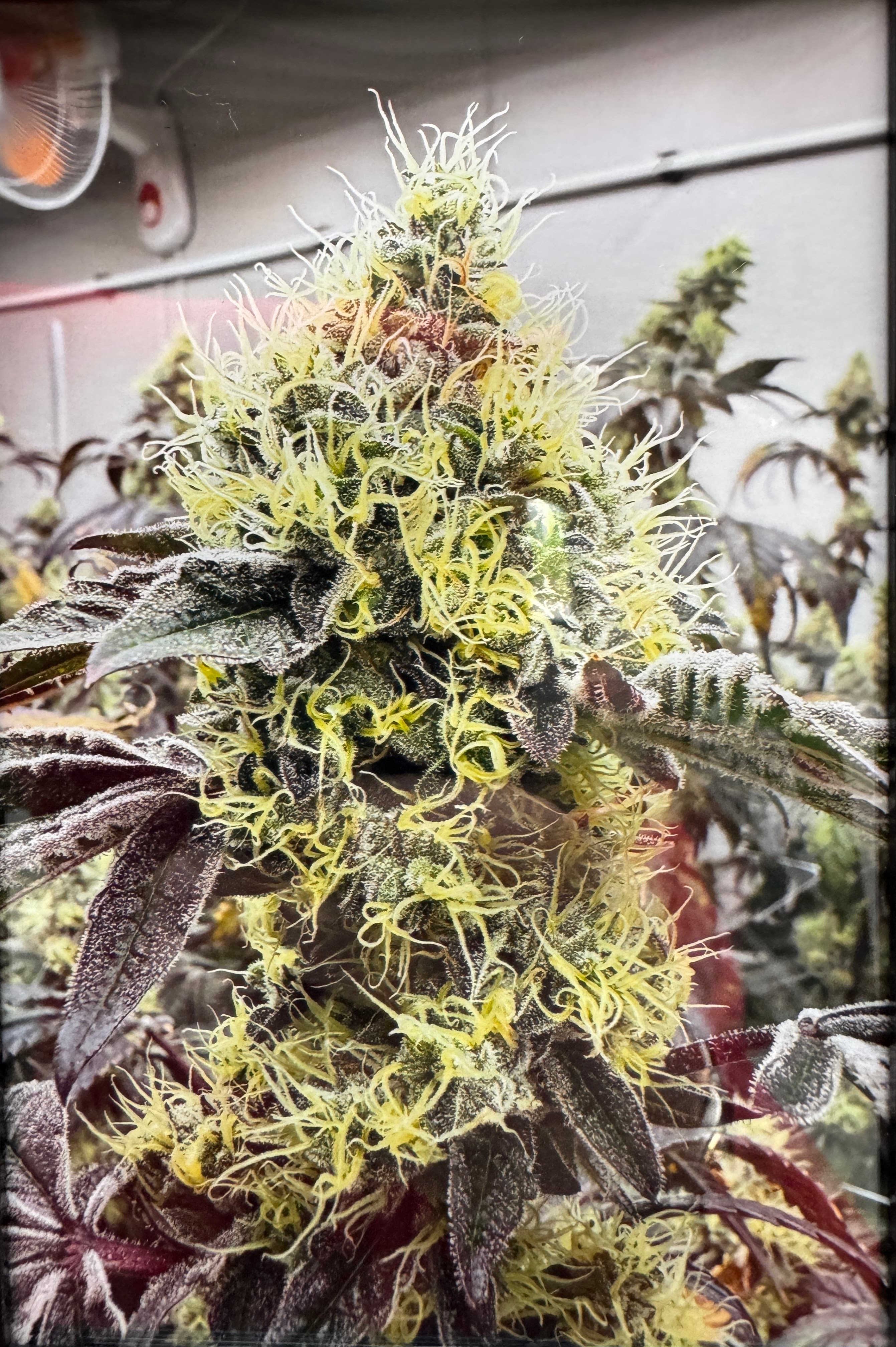 Weddingcake Cannabis Blüte