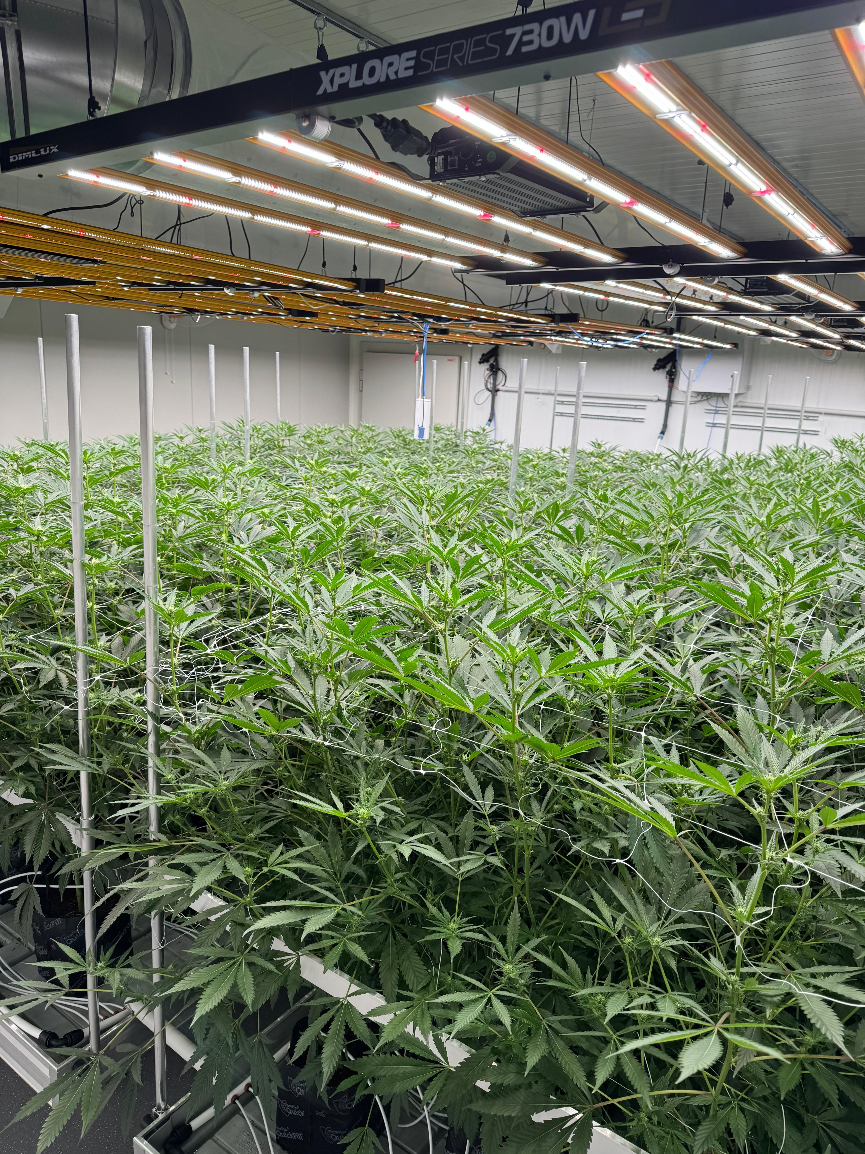2- Grow_1