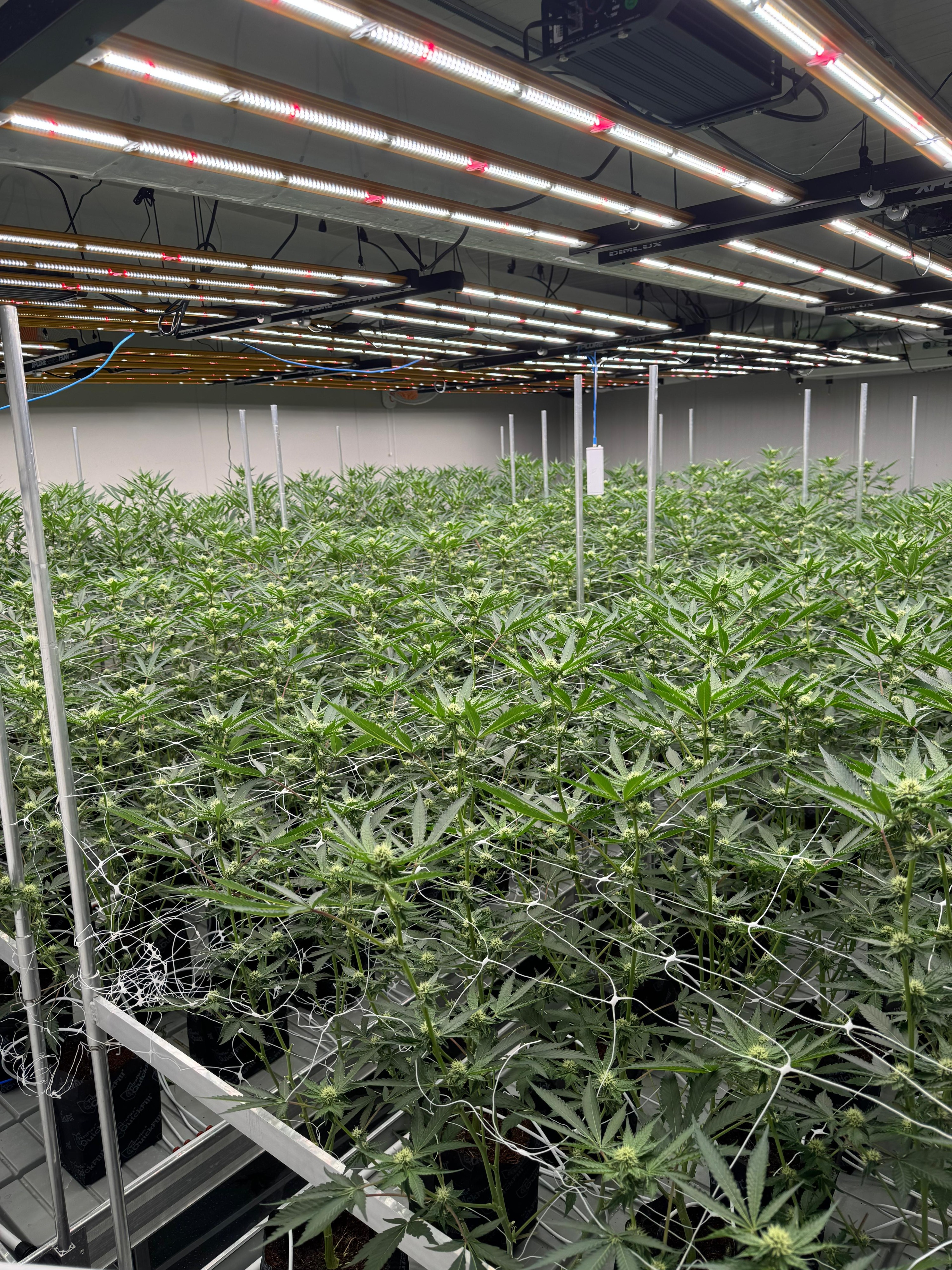2- Grow_2
