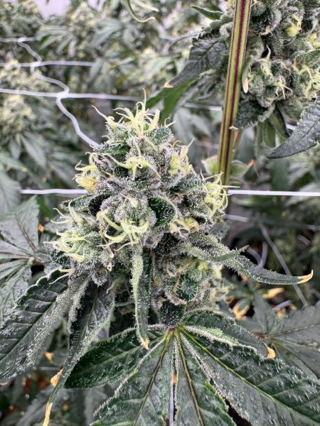 1. Grow